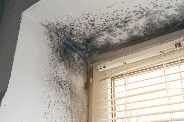 Affordable Mold Cleanup solutions in Rogers, MN